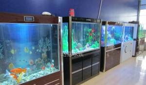 專業魚缸清洗、護理與水族用品配送 打造健康水族環境的全方位服務