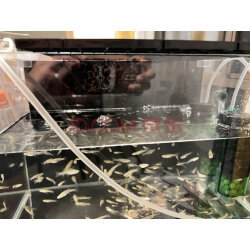 選購氣盤石，看這篇實拍指南就夠了！京東優評寵物配件精選推薦