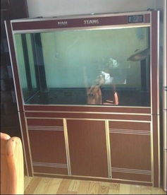 魚缸包邊條 選對配件，打造完美水族景觀