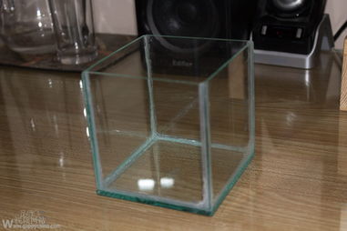 初探魚缸DIY 孔雀魚飼養必備用品分享